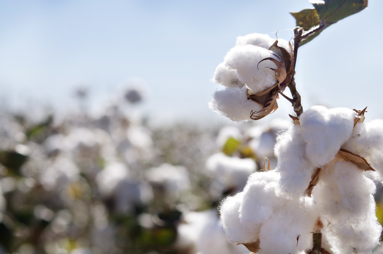 Cotton report week (24)