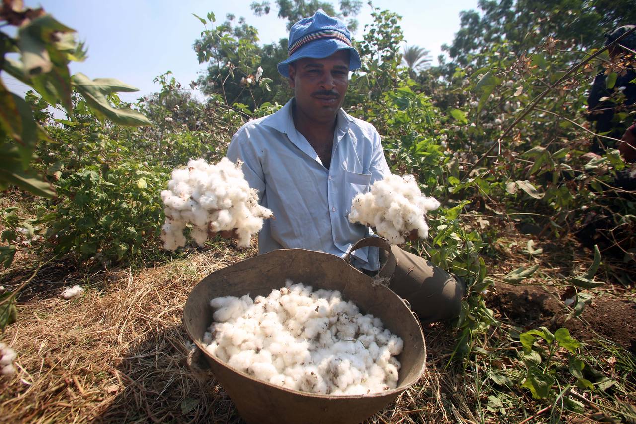 Cotton Report Week (25)